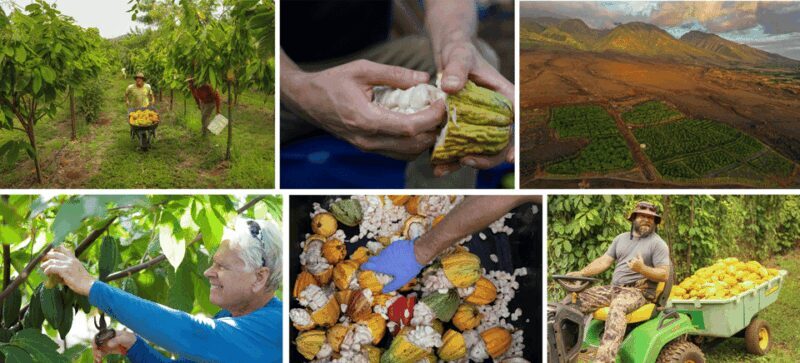 Lahaina: Maui Ku'ia Estate Guided Cacao Farm Tour & Tasting - Who Will Love This Tour?