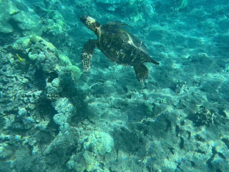 Lahaina: Olowalu Coral Reef Snorkeling Tour - Key Points