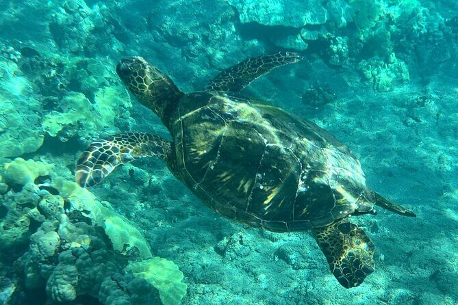 Lahaina Reef Snorkeling Adventure in Maui - Key Points