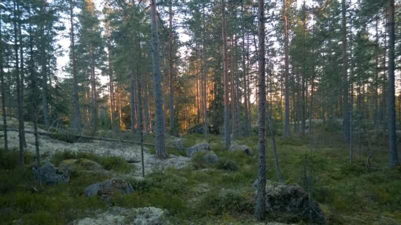 Lahti: Guided Hiking Tour to Kalliojärvi Lake - Key Points