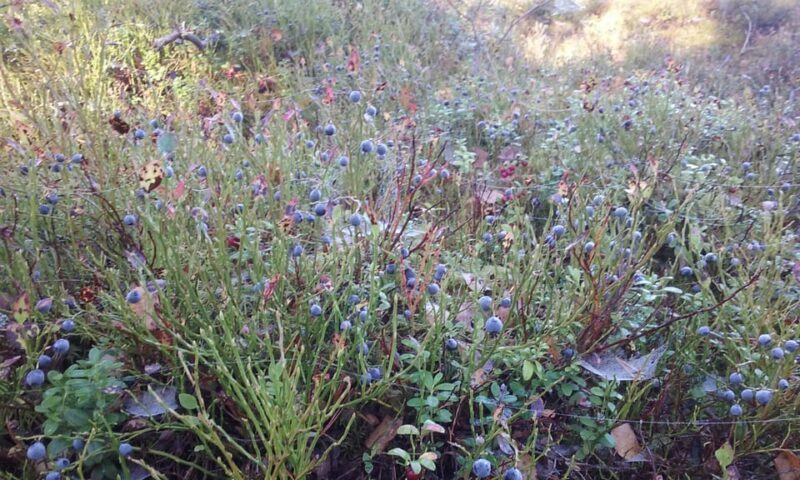 Lahti: Guided Nature Walk The Heart of The Swamp - Key Points