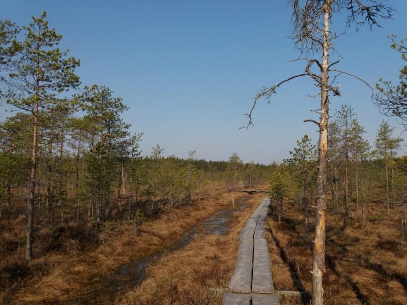 Lahti: Guided Nature Walk The Heart of The Swamp - What to Expect from the Lahti Nature Walk