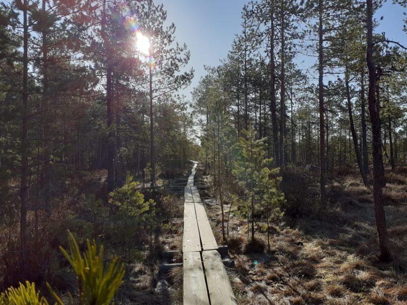Lahti: Guided Nature Walk The Heart of The Swamp - The Price and What You’re Paying For