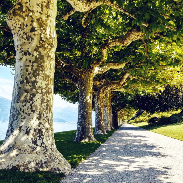 Lake Como: Villa Melzi Garden Entry Ticket with Ferries - FAQ