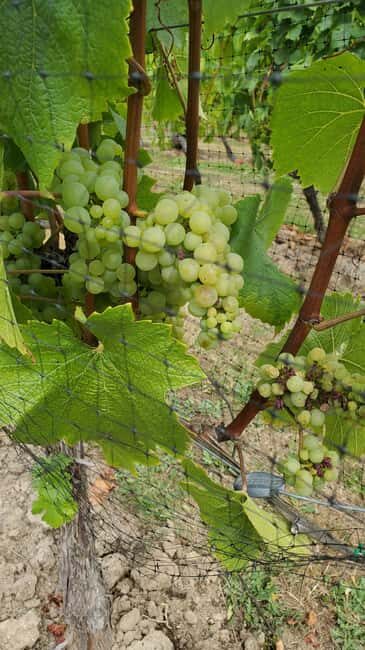 Lake Country Wine Tour (full day) - FAQs