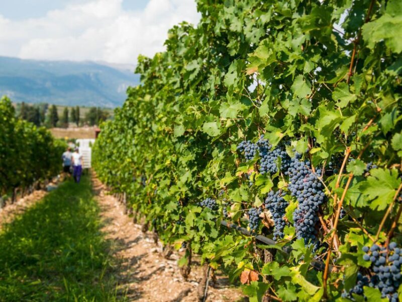 Lake Garda: Garda Hills Wine Tour and Tasting - Frequently Asked Questions