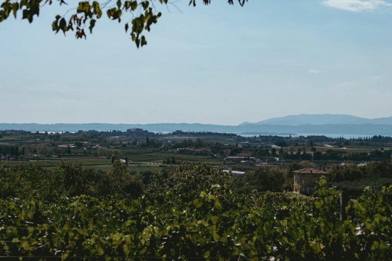 Lake Garda: Vineyard Tour and Tasting on the Hills - An In-Depth Look at the Experience