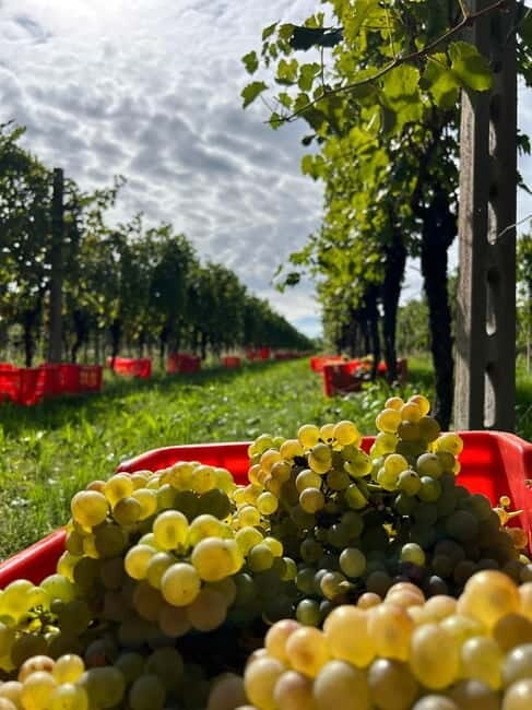 Lake Garda: Wine Tasting and Myths Tour with Local Snacks - Key Points