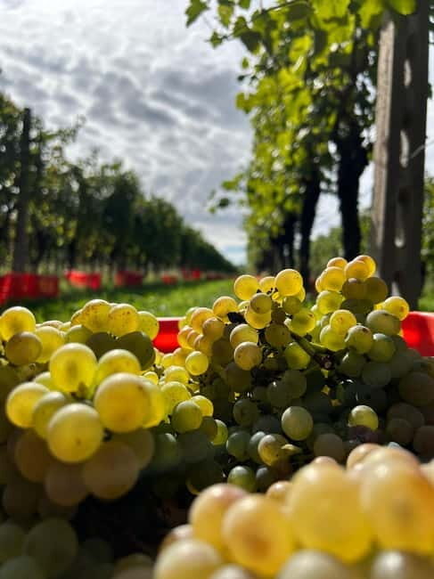 Lake Garda: Wine Tasting and Myths Tour with Local Snacks - Who Should Consider This Tour?