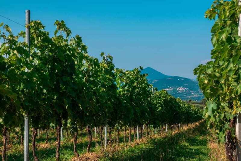 Lake Garda: Winery Tour & Wine Tasting with Local Delicacies - Final Thoughts: Who Should Consider This Tour?