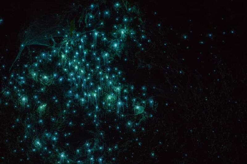 Lake Karapiro: Evening Kayak Glowworm Tour - Final Words