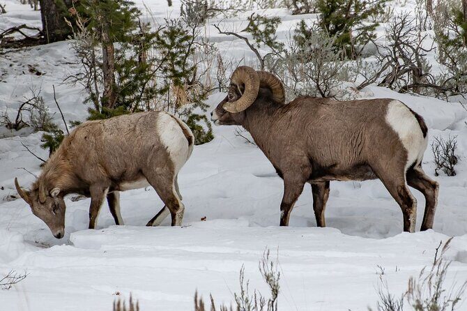 Lake Louise and Icefields Parkway Winter Tour - Logistics and Practicalities
