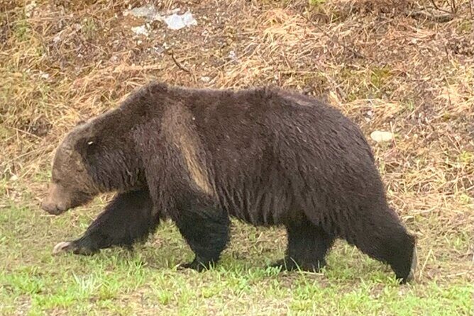 Lake Louise, Moraine Lake and the Icefields Parkway Full-Day Tour - A Deep Dive into the Experience