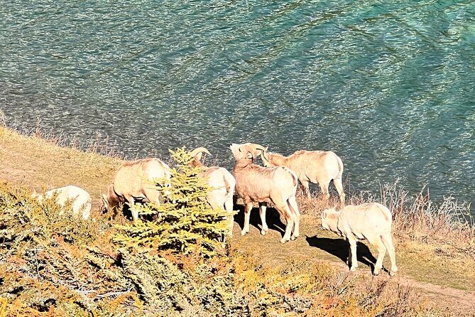 Lake Louise, Moraine Lake, Emerald Lake and Johnston Canyon Tour - Final Thoughts