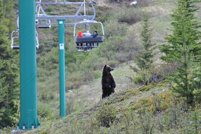 Lake Louise Summer Gondola Experience - Who Is This Tour Best For?