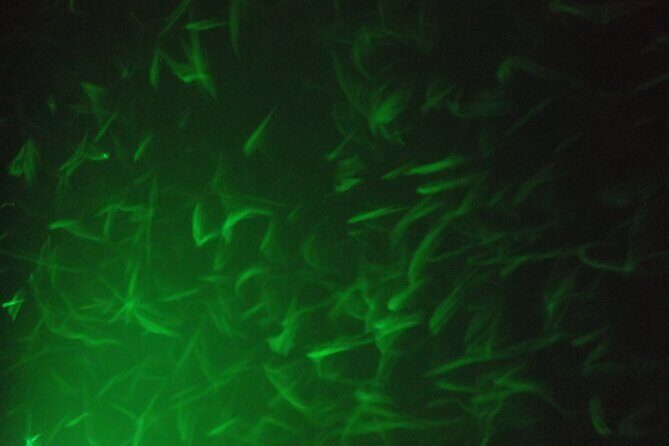 Lake Mead Striped Bass Fishing Getaway - The Bottom Line