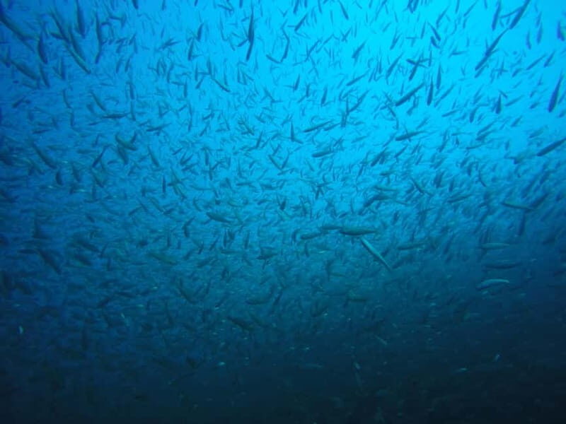 Lake Ohrid: Try Diving at the Bay of the Bones - Pricing and Overall Value