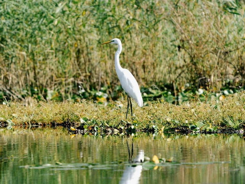 Lake Skadar: Early-morning Birdwatching and Photography Tour - The Location and Starting Point