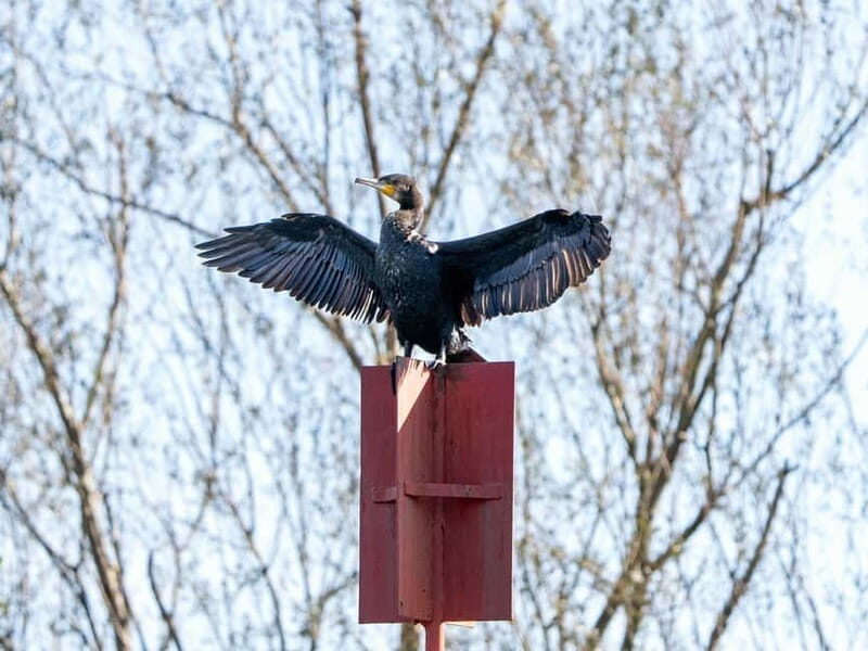 Lake Skadar: Early-morning Birdwatching and Photography Tour - Wildlife & Birdwatching Highlights