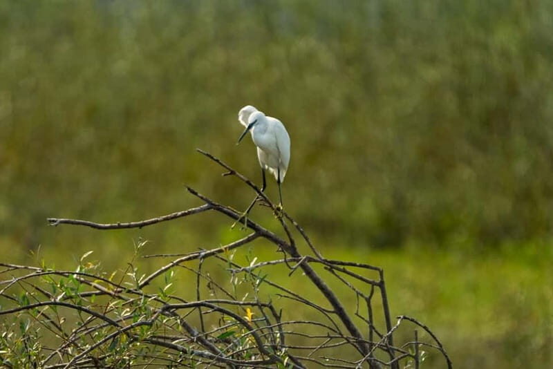 Lake Skadar: Early-morning Birdwatching and Photography Tour - The Experience in Detail
