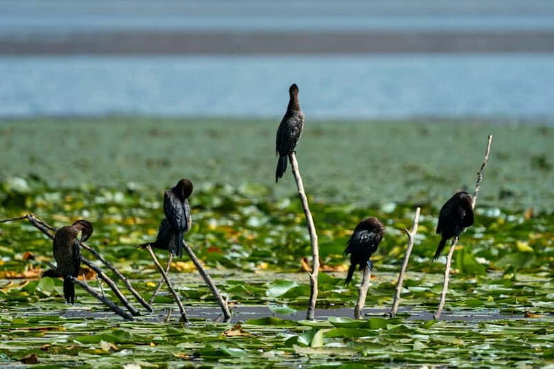 Lake Skadar: Early-morning Birdwatching and Photography Tour - Is It Worth the Price?