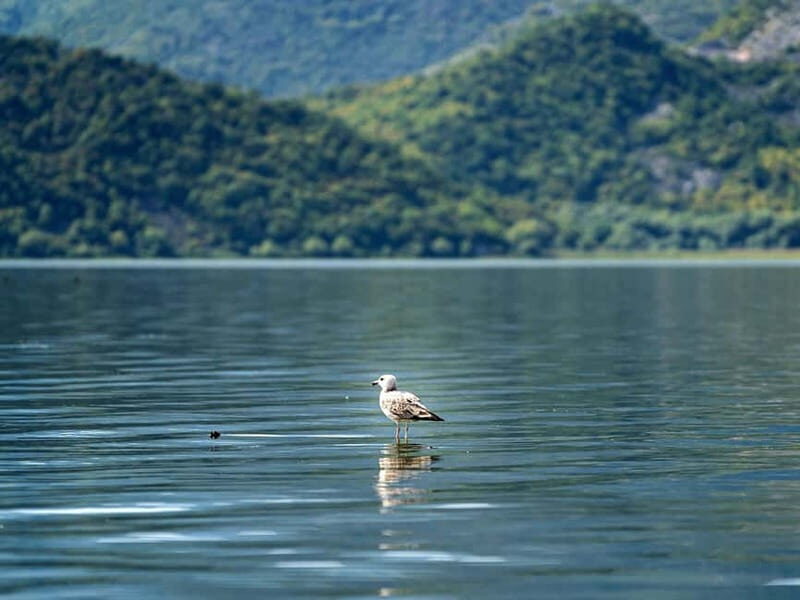 Lake Skadar: Early-morning Birdwatching and Photography Tour - Weather Considerations