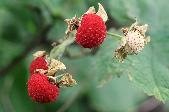 Lake Superior North Shore Self-Guided Audio Driving Tour - FAQ