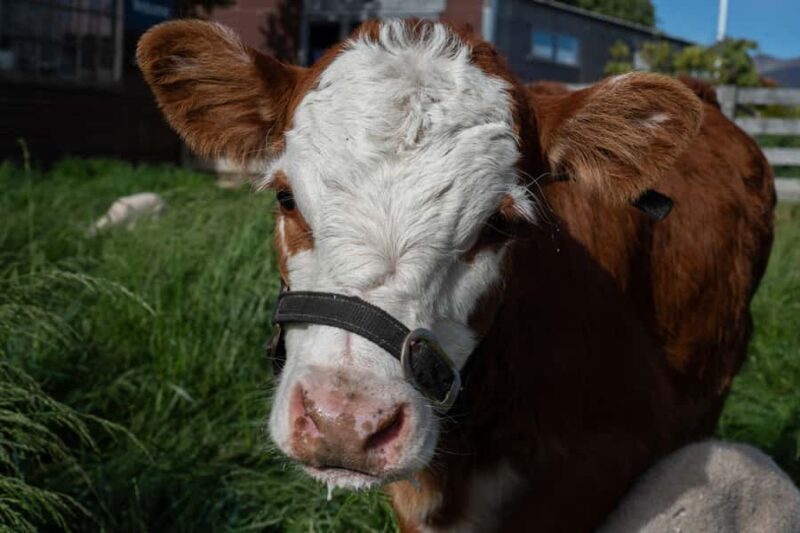 Lake Tekapo: Guided Petting Zoo Visit - Final Thoughts