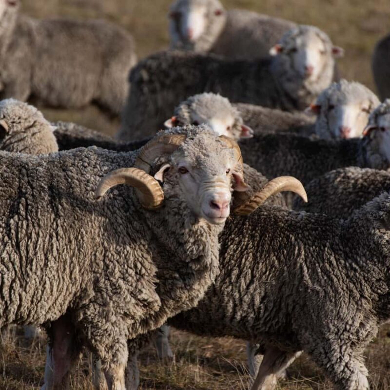 Lake Tekapo High Country Farm Tour (Carbon Positive) - FAQ