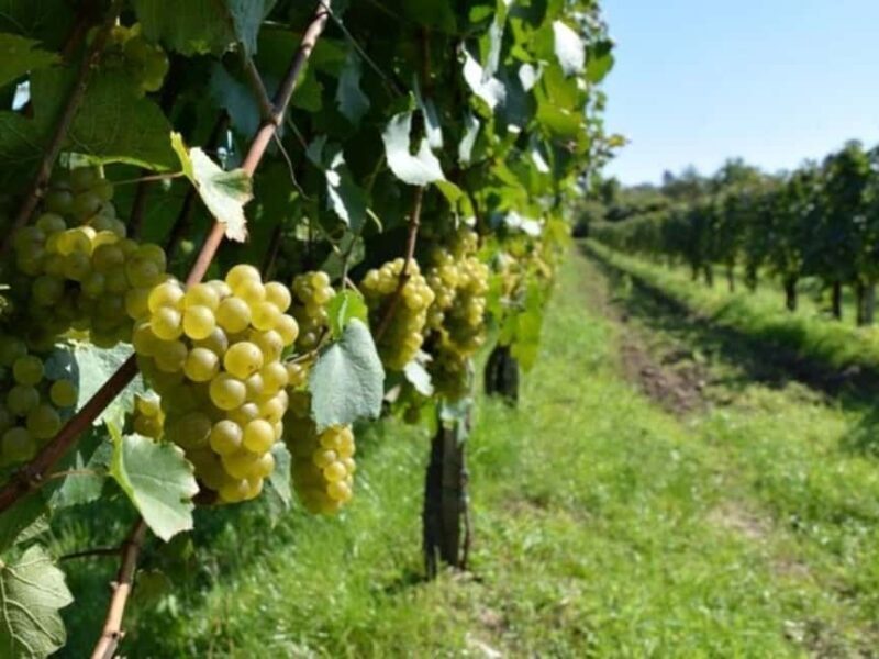 Lalez Wine Tasting, Wine Tour, Kayak & Full Lunch Experience - An Overview of What This Tour Offers