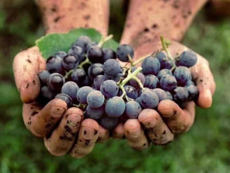 Lalez Wine Tasting, Wine Tour, Kayak & Full Lunch Experience - Who Will Love This Experience?