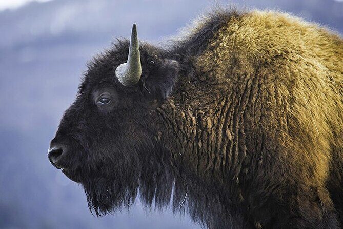 Lamar River Valley Day Hike Tour - FAQs