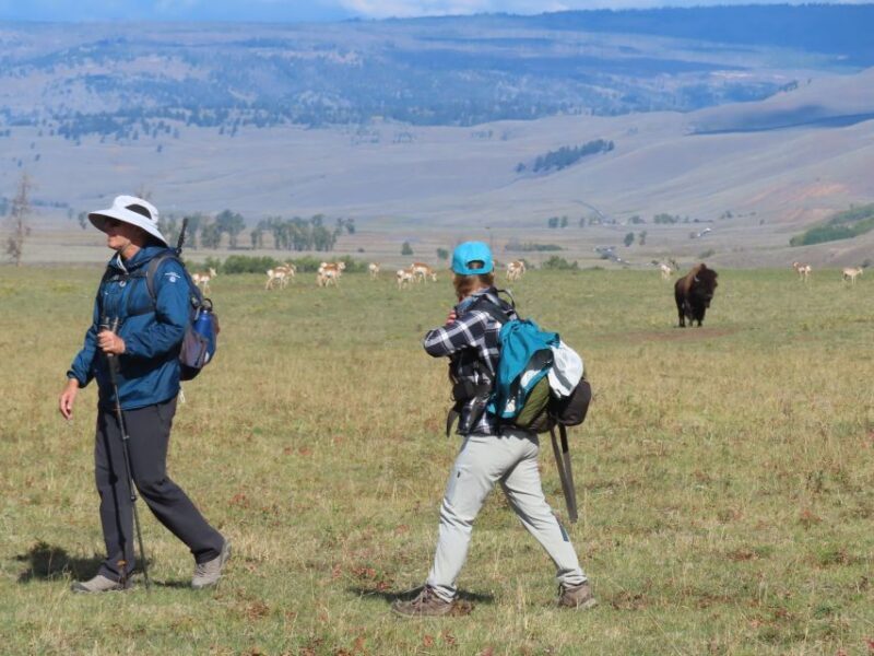 Lamar Valley: Safari Hiking Tour with Lunch - Practical Details and Logistics