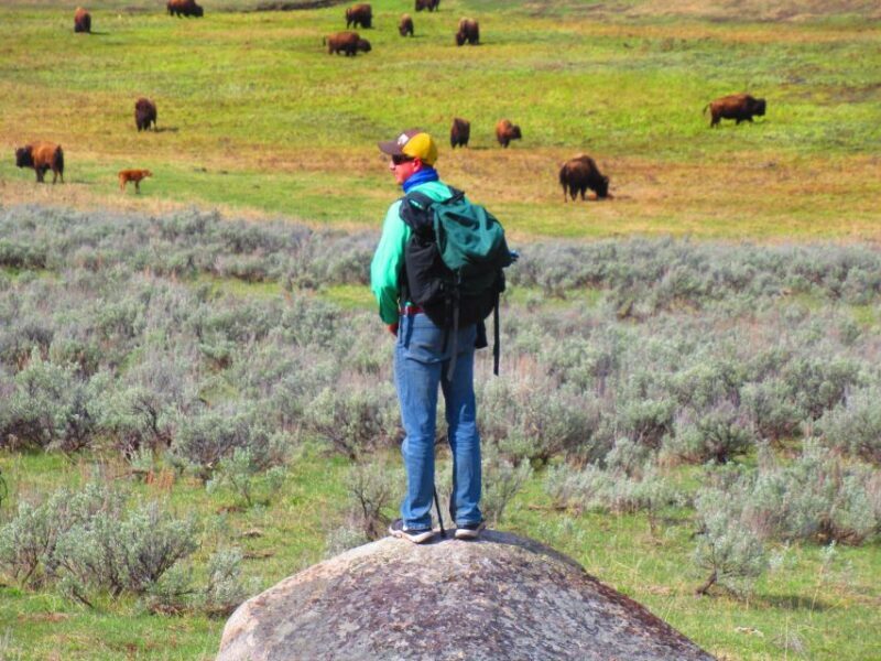 Lamar Valley: Safari Hiking Tour with Lunch - Who Would Love This Tour?