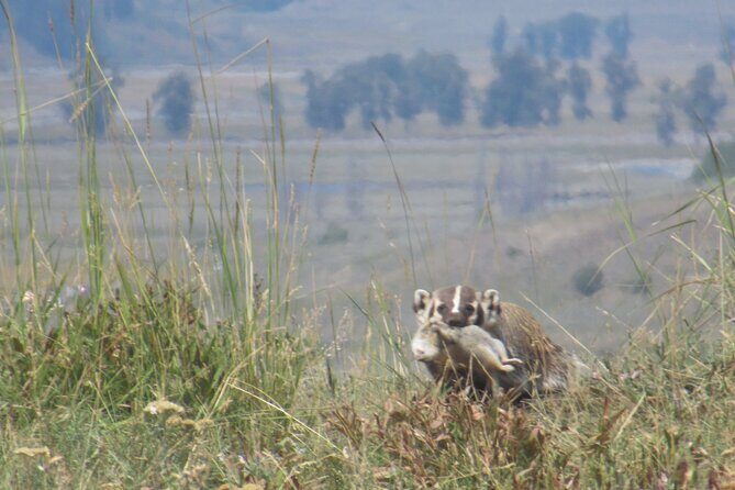 Lamar Valley Safari Hiking Tour with Lunch - Who Should Consider This Tour?