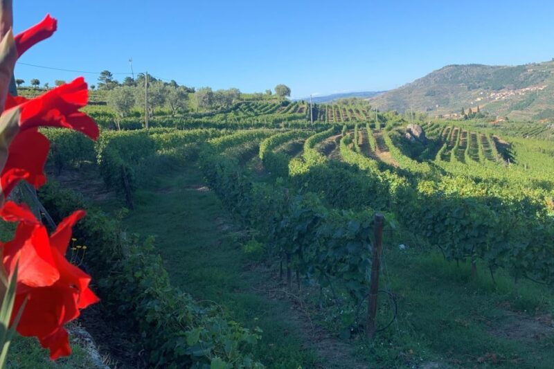 Lamego: Quinta da Portela de Baixo Winery Tour and Tasting - Practical Considerations