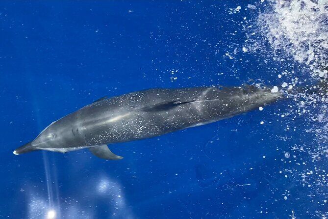 Lana'i Snorkel And Dolphin Quest with Maui Turtle Spot Tour - What To Expect on the Lana’i Snorkel and Dolphin Tour