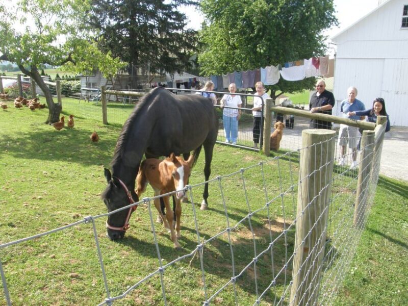 Lancaster: Amish Experience Visit-in-Person Tour of 3 Farms - A Deep Dive Into the Amish Experience Tour