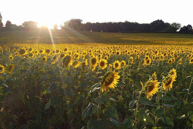 Land of painters - the origins of the Tuscan landscape - Final Thoughts: Is It Worth It?
