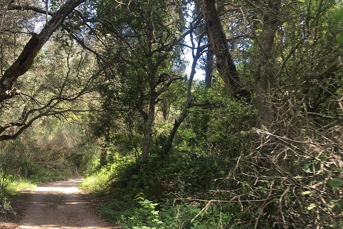 Land Rover Safari in Rhodes South Route - Is This Tour for You?