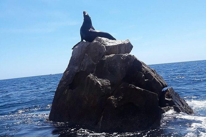 Land's End & Snorkel Tour in a Glass Bottom Boat (VisitA Cabo) - Is It Worth It?