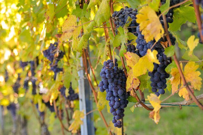 "Langhe del Barolo" Private E-bike Tour - Asphalt and Dirt Road - Key Points