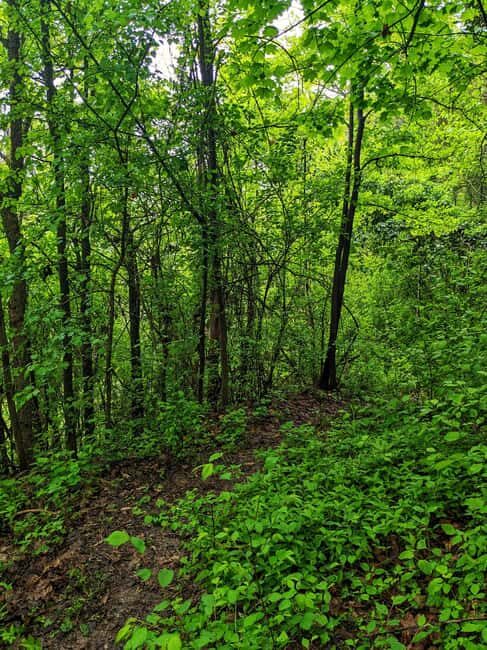 Langhe: Truffle Hunt with Local Trifulau and Dog - What You Can Expect from the Tour