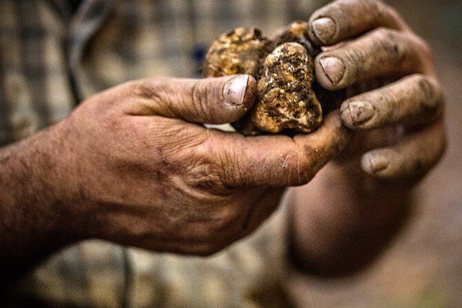 Langhe Truffle hunting Experience - Key Points