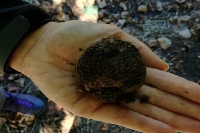 Langhe Truffle hunting Experience - The Experience: What You Can Expect