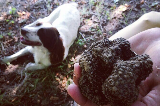 Langhe Truffle hunting Experience - Who Should Consider This Tour?