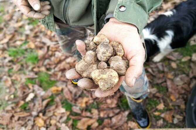 Langhe Truffle hunting Experience - The Sum Up: Is It Worth It?