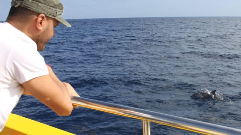 Lanzarote: 2.5-Hour Sunset and Dolphins Cruise - What We Think About the Value