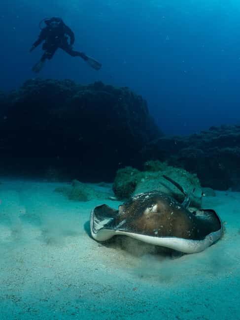 Lanzarote: 2-Dive Package for Certified Divers - What to Expect from the Lanzarote 2-Dive Package