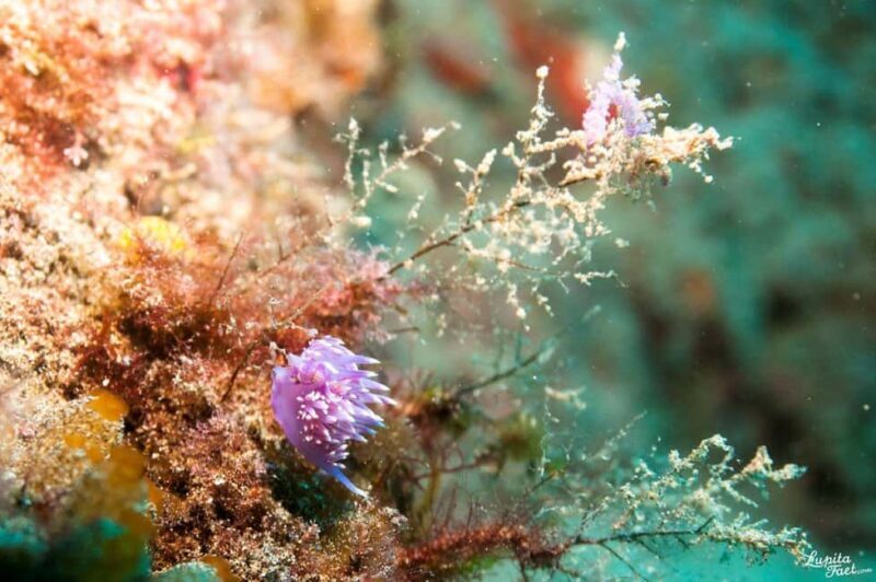 Lanzarote: 2-Dive Package for Certified Divers - Group Size and Guides